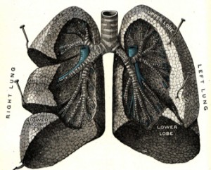 grays-anatomy-lungs